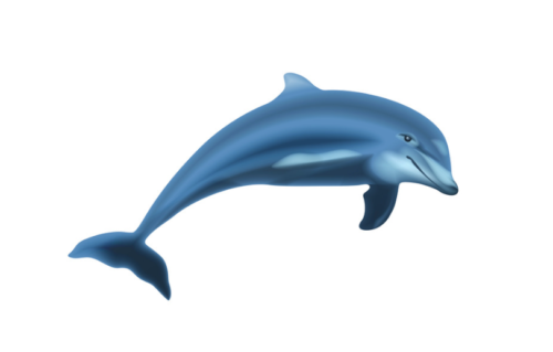 Dolphin: Intelligent and Playful Marine Mammals